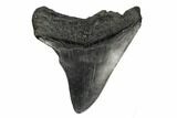 Fossil Megalodon Tooth - South Carolina #168145-1